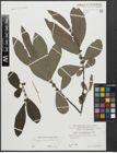 Foto von Salix appendiculata Vill.